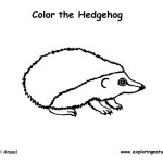 Hedgehog