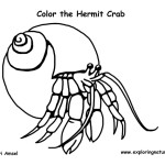 Hermit Crab