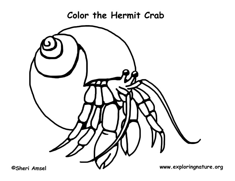 a-house-for-hermit-crab-page-coloring-pages