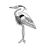 Heron (Great Blue)