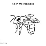 Honeybee