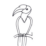 Hornbill (Great)