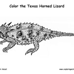 Horned Toad Lizard