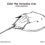 Horseshoe Crab