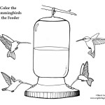 Hummingbirds at Feeder