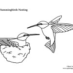 Hummingbirds Nesting