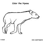 Hyena (Spotted)