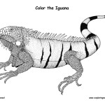 Iguana