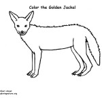 Jackal (Golden)