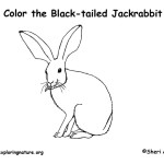 Jackrabbit