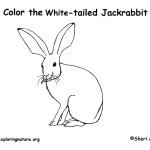 Jackrabbit (White-tailed)