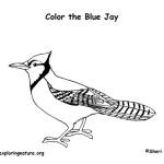 Blue Jay