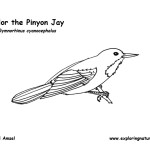 Jay (Pinyon)