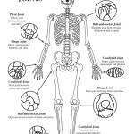 Joints of the Body