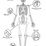 Joints of the Body (Basic)