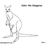 Kangaroo