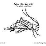 Katydid