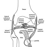 Knee Joint Anatomy