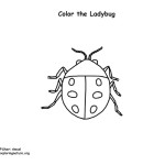 Ladybug 2