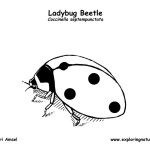 Ladybug