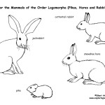 Rabbits, Hares and Pikas (Lagomorphs)