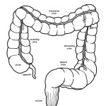 Large Intestine