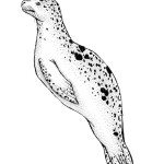 Seal (Leopard)