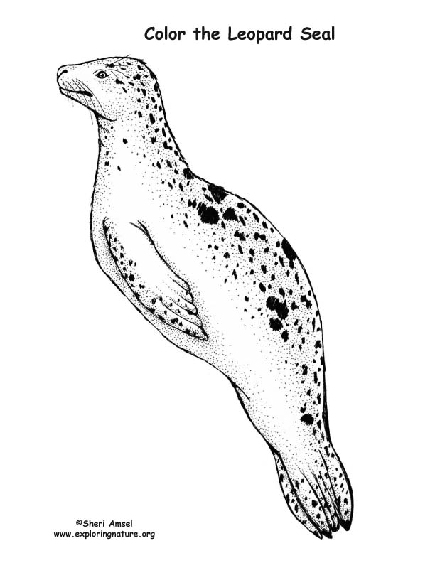 Seal (Leopard) .