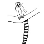 Lemur (Ring-tailed)