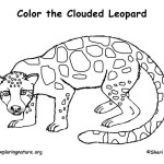 Leopard (Clouded)
