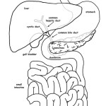 Liver Function Organs (Labeled)