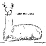 Llama