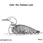 Loon (Common)