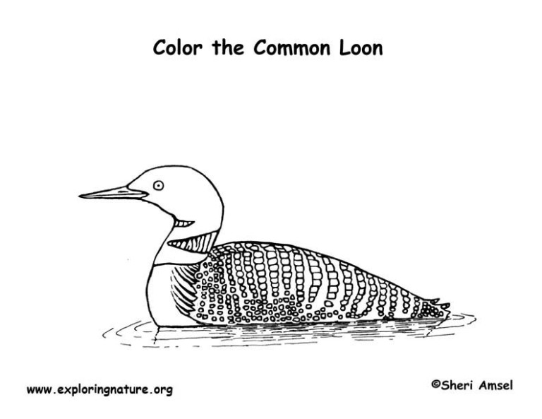 Loon (Common) – Coloring Nature