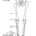 Lower Limb (of Skeleton)