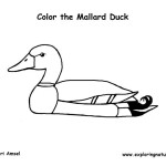 Duck – Mallard