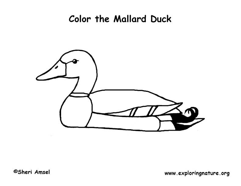 mallard duck coloring pages - photo #17