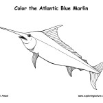 Marlin