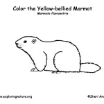 Marmot (Yellow-bellied)