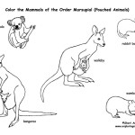 Marsupials (Pouched Mammals)