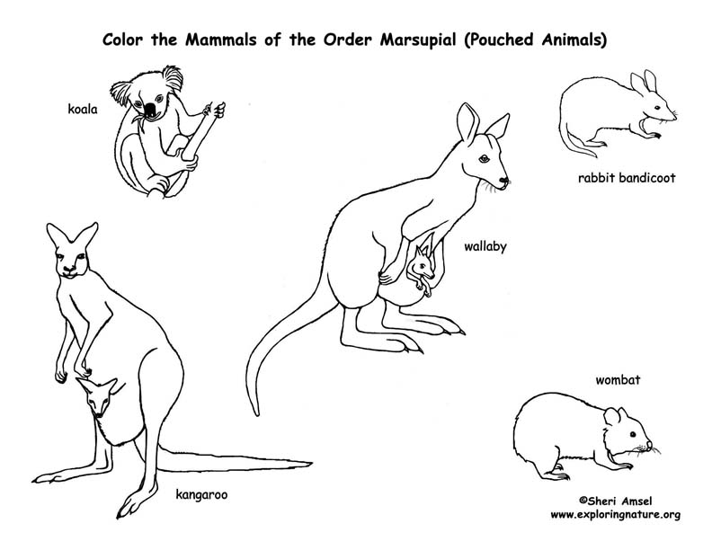 Download Marsupials (Pouched Mammals) - Coloring Nature