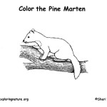 Marten (American)