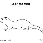 Mink