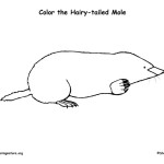 Mole (Hairy-tailed)