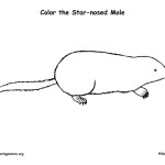 Mole‬ (Star-nosed)