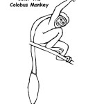 Monkey (Colobus)