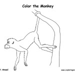 Monkey