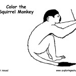 Monkey (Squirrel)