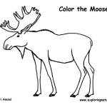 Moose