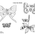 Moths